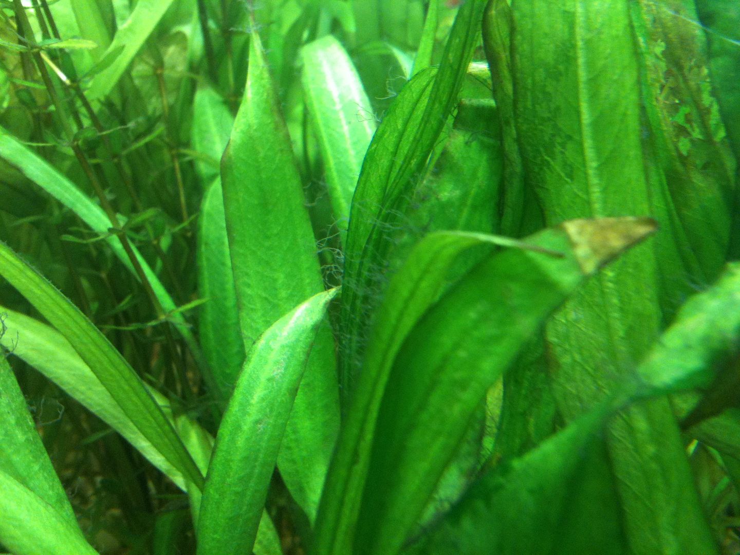 black stuff on plants Aquarium Forum